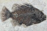 Cockerellites (Priscacara) Fossil Fish - Hanger Installed #88776-1